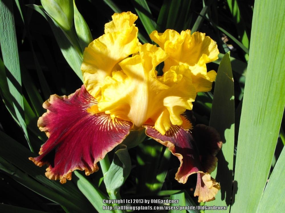 Photo of Tall Bearded Iris (Iris 'Mexican Holiday') uploaded by OldGardener