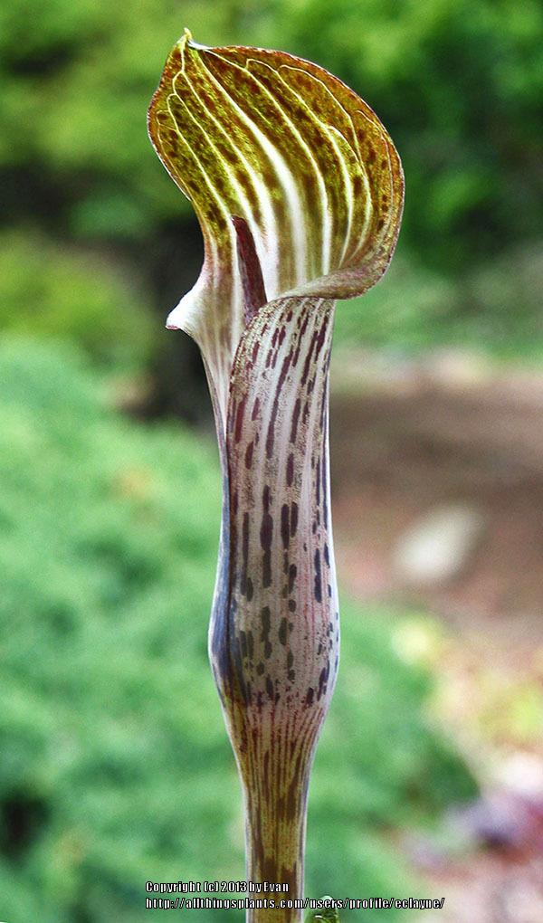 Photo of Cobra Lily (Arisaema nepenthoides) uploaded by eclayne