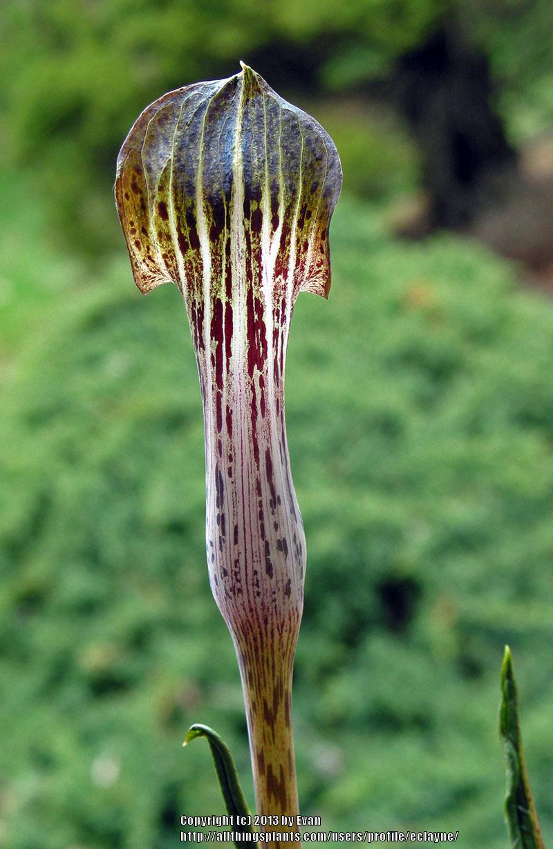 Photo of Cobra Lily (Arisaema nepenthoides) uploaded by eclayne