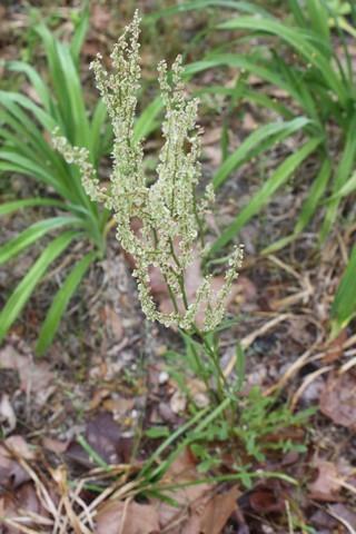 Photo of Sheep's Sorrel (Rumex acetosella) uploaded by gingin
