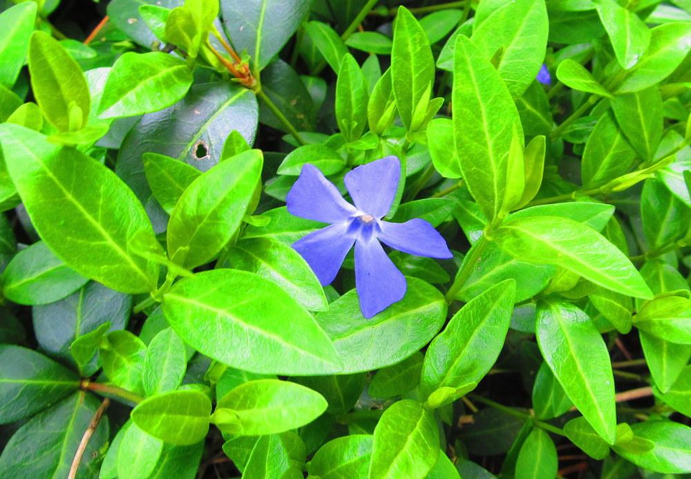 Photo of Lesser Periwinkle (Vinca minor) uploaded by jmorth