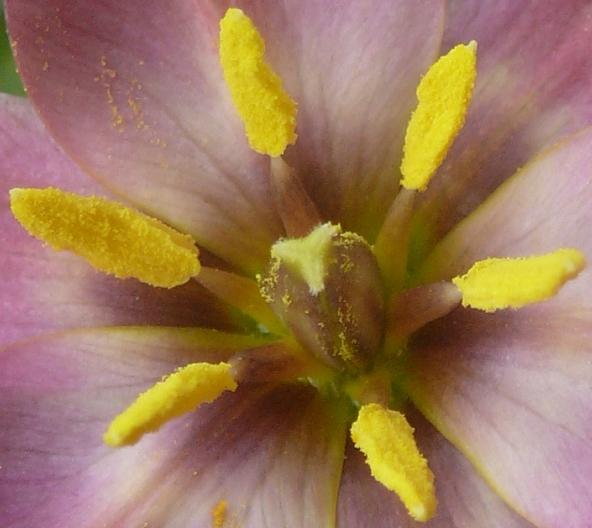Photo of Species Tulip (Tulipa humilis) uploaded by robertduval14