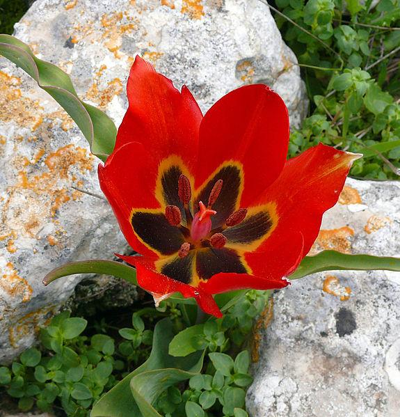 Photo of Species Tulip (Tulipa agenensis) uploaded by robertduval14