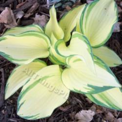 Location: My garden in Southeast Virginia, Zone 8
Date: 2013-04-27
Most beautiful Hosta I ever had. Died in the second year.