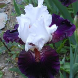 Location: In my Northern California garden
Date: 2013-04-26