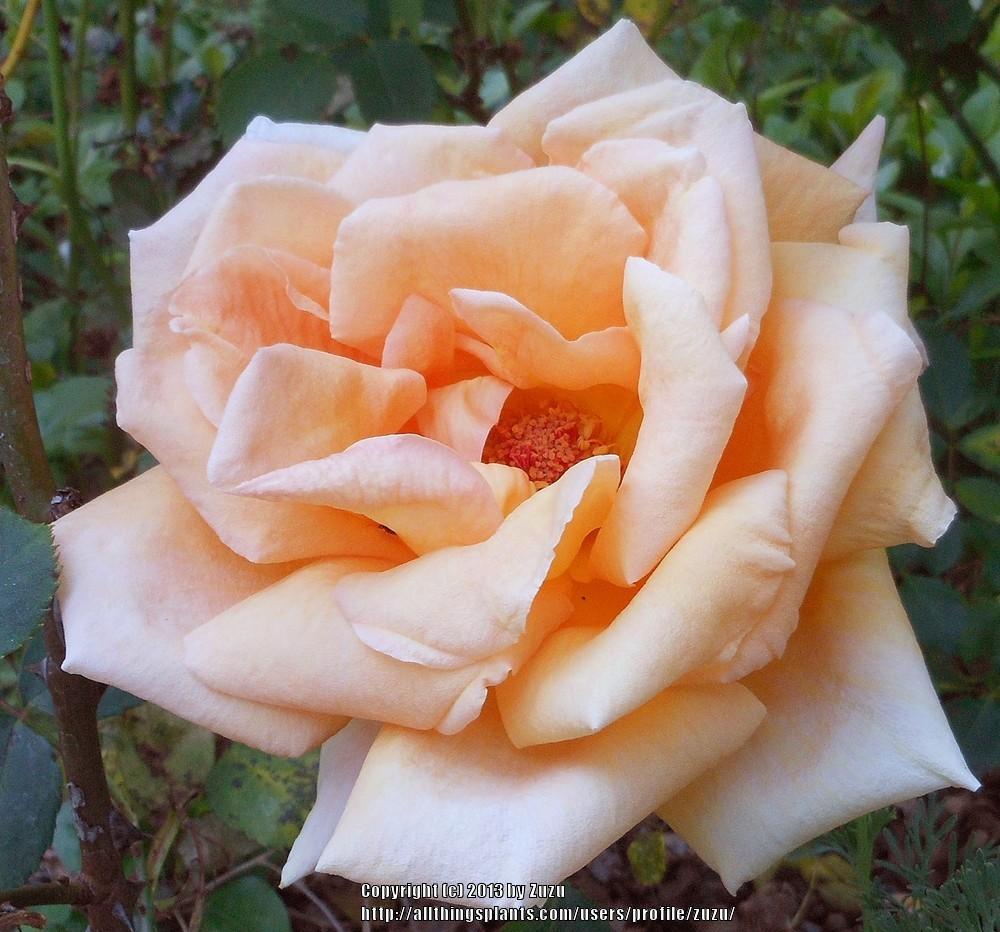 Photo of Rose (Rosa 'Beaute') uploaded by zuzu