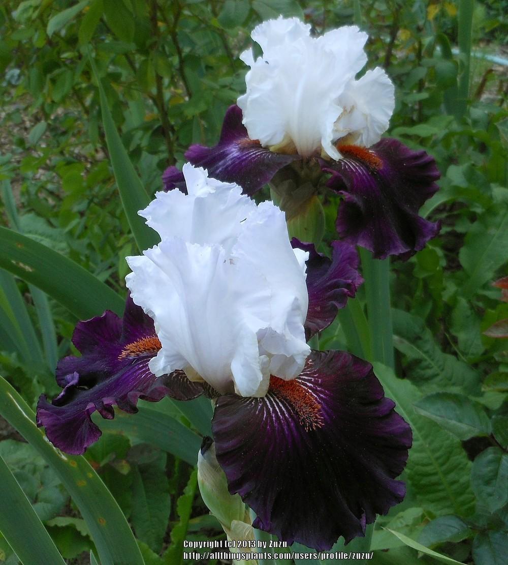 Photo of Tall Bearded Iris (Iris 'Starring') uploaded by zuzu
