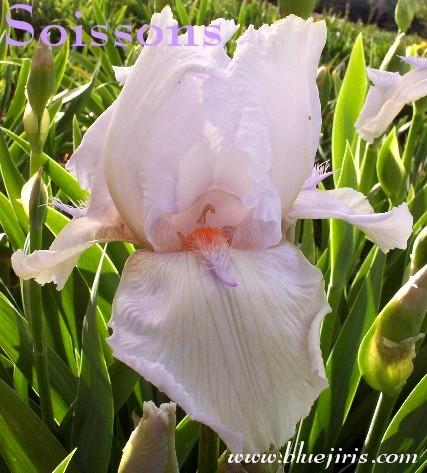 Photo of Tall Bearded Iris (Iris 'Soissons') uploaded by Calif_Sue