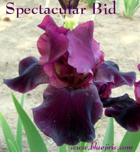 Photo of Tall Bearded Iris (Iris 'Spectacular Bid') uploaded by Calif_Sue