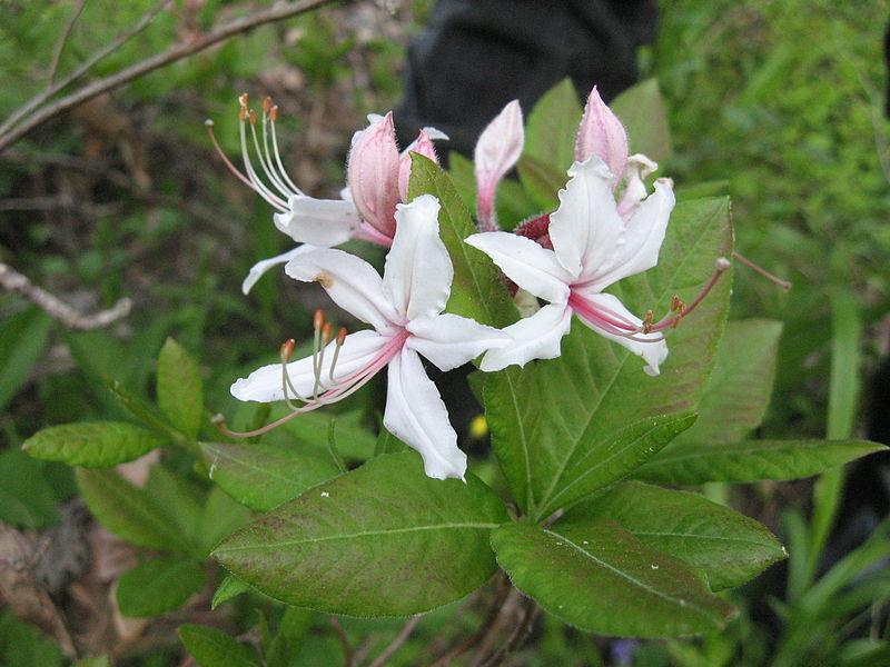 Photo of Pinxterbloom Azalea (Rhododendron periclymenoides) uploaded by Calif_Sue
