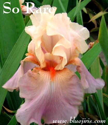 Photo of Tall Bearded Iris (Iris 'So Rare') uploaded by Calif_Sue