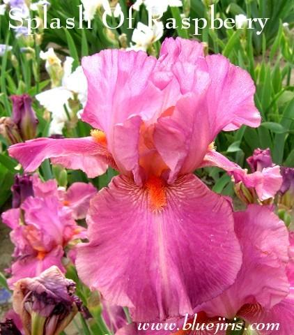 Photo of Tall Bearded Iris (Iris 'Splash of Raspberry') uploaded by Calif_Sue
