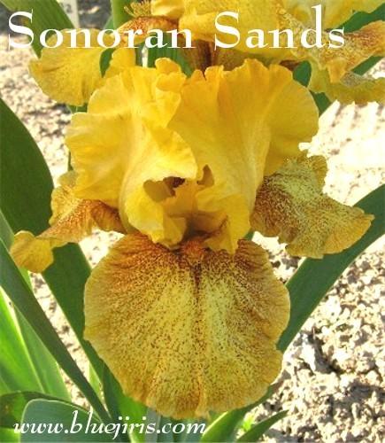 Photo of Intermediate Bearded Iris (Iris 'Sonoran Sands') uploaded by Calif_Sue