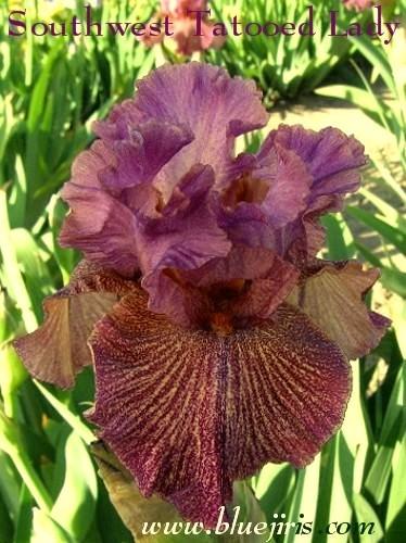 Photo of Tall Bearded Iris (Iris 'Southwest Tattooed Lady') uploaded by Calif_Sue