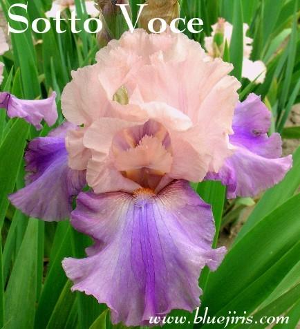Photo of Tall Bearded Iris (Iris 'Sotto Voce') uploaded by Calif_Sue