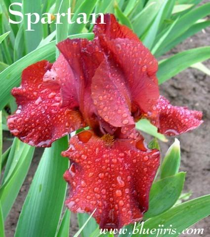 Photo of Tall Bearded Iris (Iris 'Spartan') uploaded by Calif_Sue