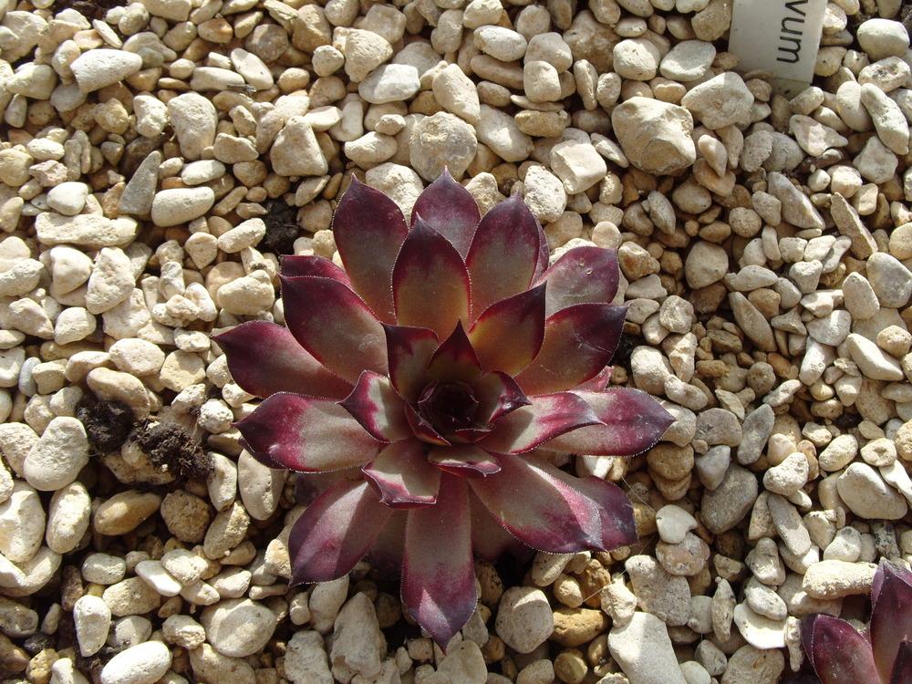 Photo of Hen and Chicks (Sempervivum 'Cafe') uploaded by Eviesmummy