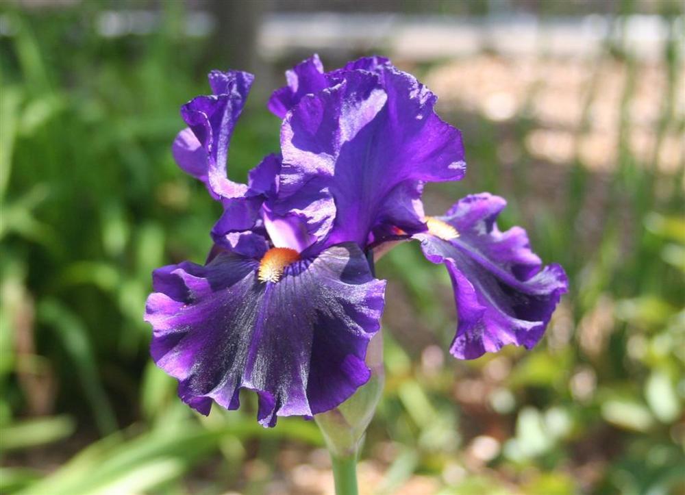 Photo of Tall Bearded Iris (Iris 'Tom Johnson') uploaded by KentPfeiffer