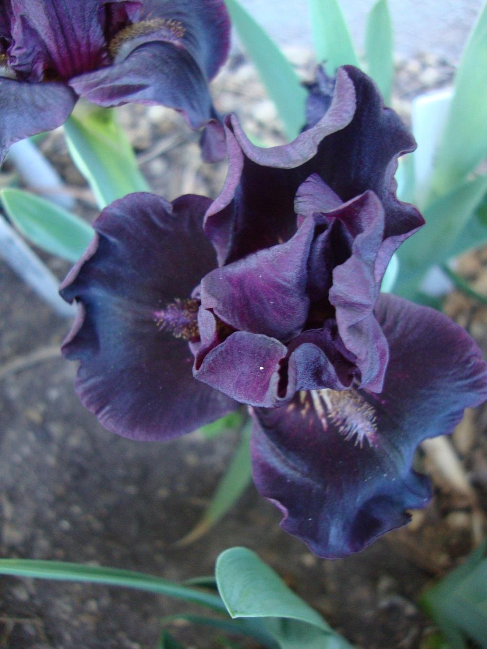 Photo of Standard Dwarf Bearded Iris (Iris 'Devil Baby') uploaded by Paul2032