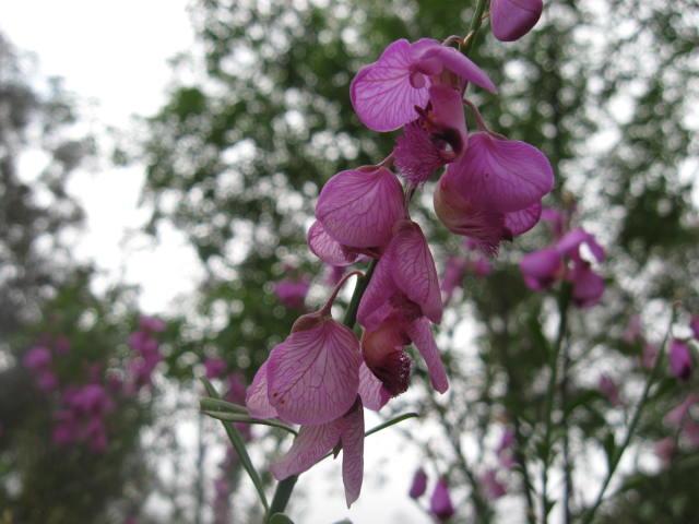 Photo of Purple Broom (Polygala virgata) uploaded by wcgypsy