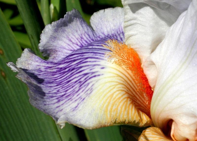 Photo of Tall Bearded Iris (Iris 'Puccini') uploaded by Calif_Sue