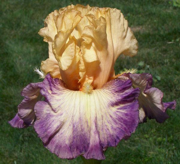 Photo of Tall Bearded Iris (Iris 'Tahitian Treat') uploaded by Calif_Sue