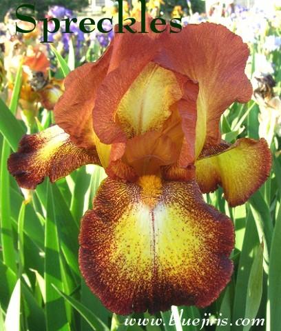 Photo of Tall Bearded Iris (Iris 'Spreckles') uploaded by Calif_Sue