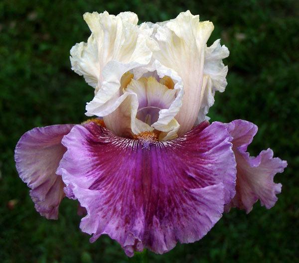 Photo of Tall Bearded Iris (Iris 'Inside Out') uploaded by Calif_Sue