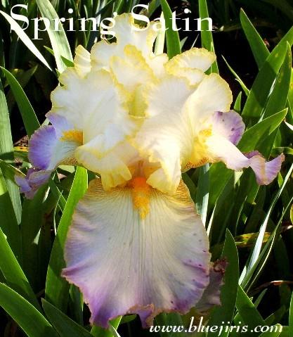 Photo of Tall Bearded Iris (Iris 'Spring Satin') uploaded by Calif_Sue