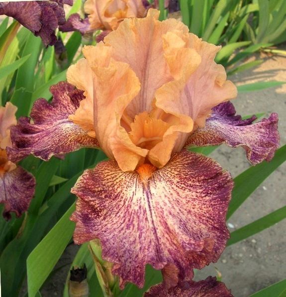 Photo of Tall Bearded Iris (Iris 'Sprinkles and Splatters') uploaded by Calif_Sue
