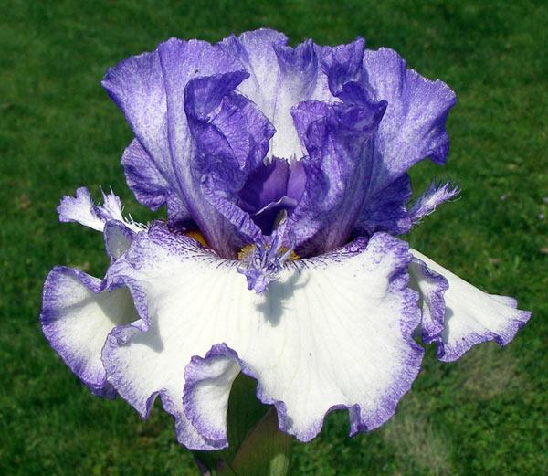 Photo of Tall Bearded Iris (Iris 'Texas Two Step') uploaded by Calif_Sue