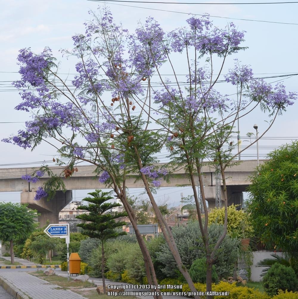 Photo of Jacaranda (Jacaranda mimosifolia) uploaded by KAMasud