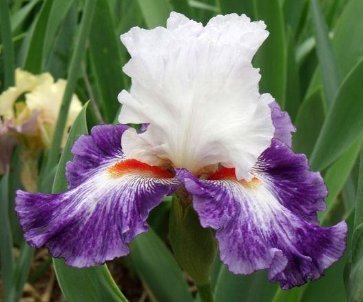Photo of Tall Bearded Iris (Iris 'Gypsy Lord') uploaded by Ladylovingdove