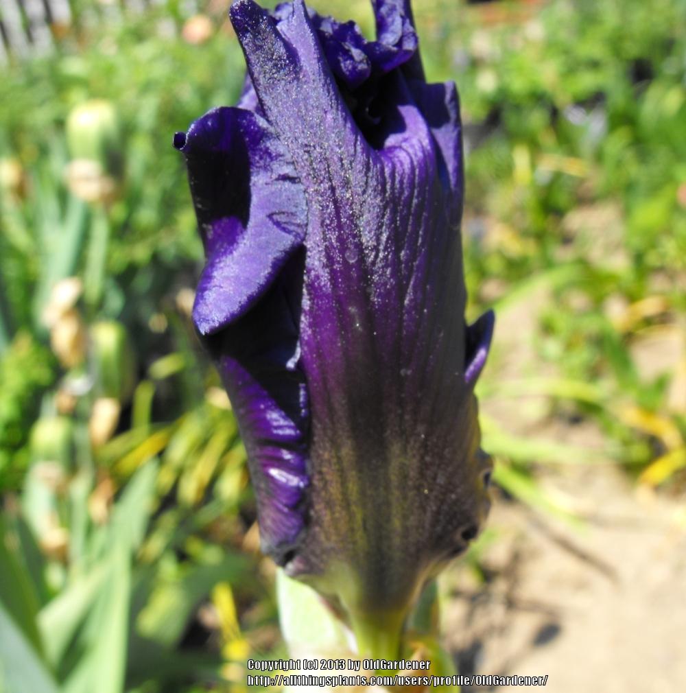 Photo of Tall Bearded Iris (Iris 'Paul Black') uploaded by OldGardener