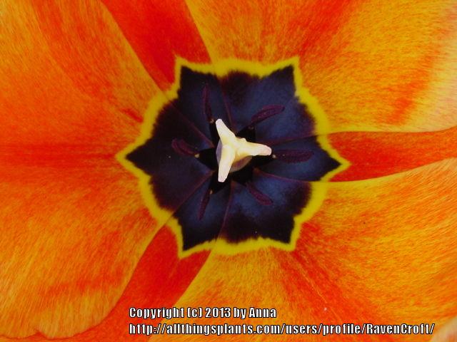 Photo of Darwin Hybrid Tulip (Tulipa 'Apeldoorn's Elite') uploaded by RavenCroft