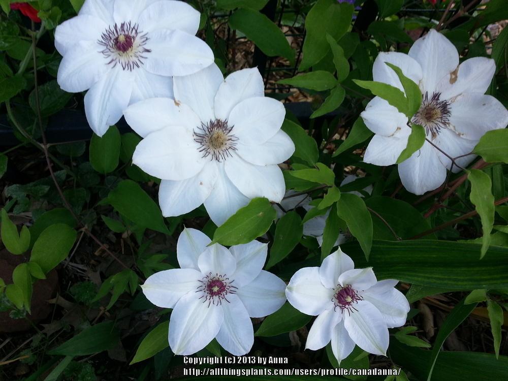Photo of Clematis 'Miss Bateman' uploaded by canadanna