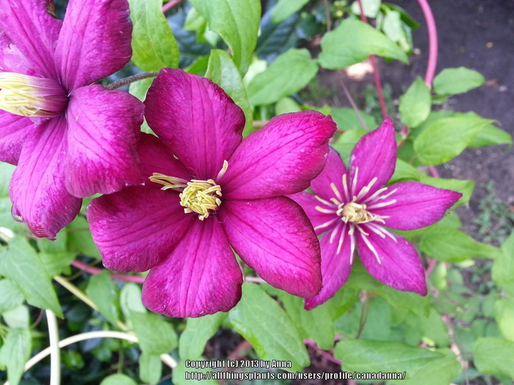 Photo of Clematis 'Ville de Lyon' uploaded by canadanna