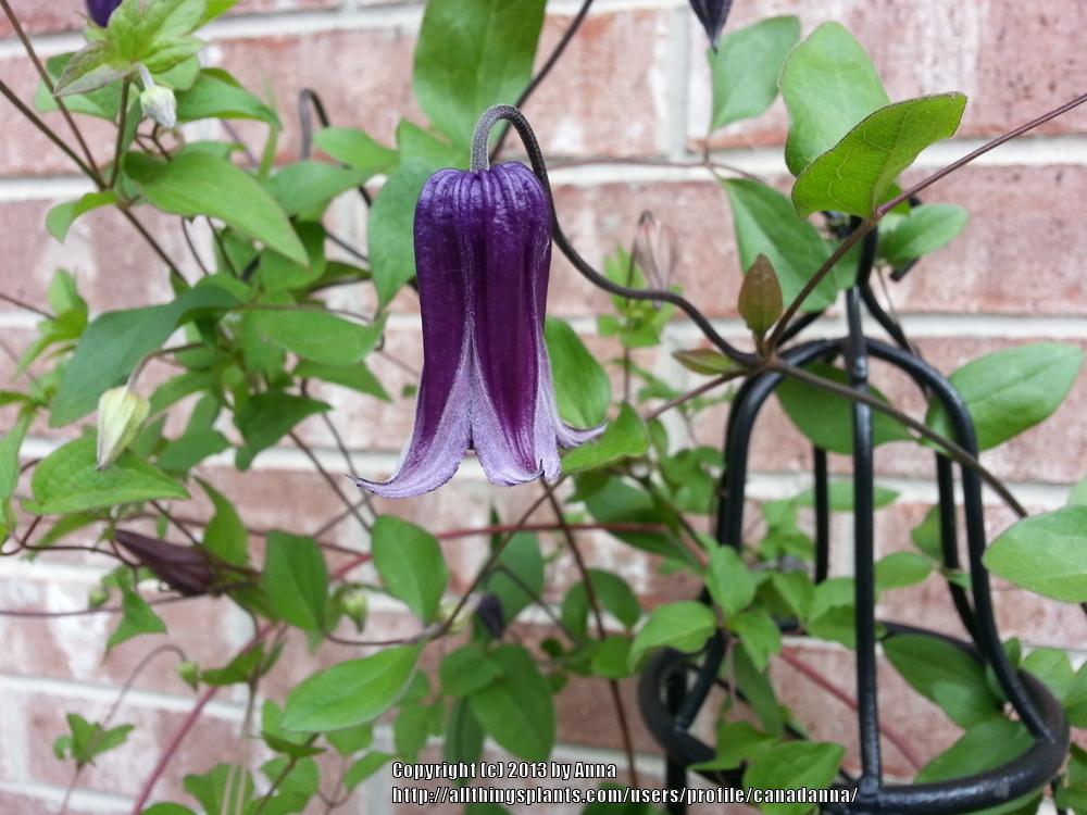 Photo of Clematis 'Roguchi' uploaded by canadanna