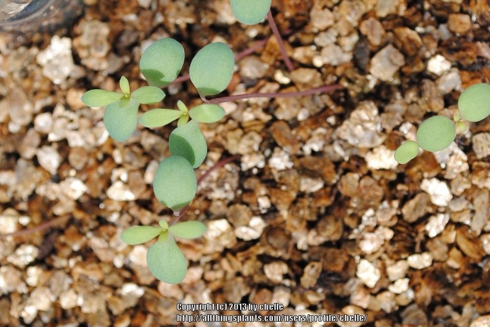 Photo of Fragrant Persian Stonecress (Aethionema schistosum) uploaded by chelle