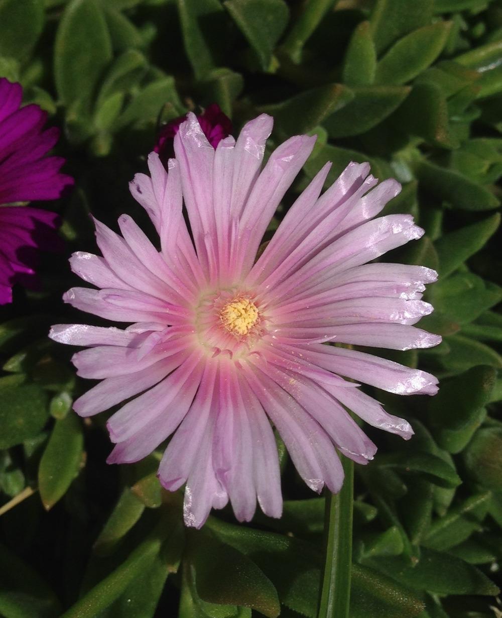 Photo of Ice Plant (Delosperma Lavender Ice™) uploaded by clintbrown