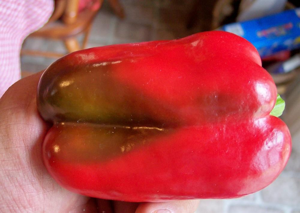 Photo of Bell Pepper (Capsicum annuum 'Crispy') uploaded by farmerdill
