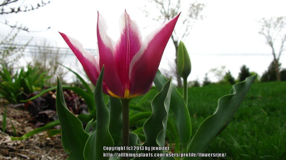 Photo of Tulips (Tulipa) uploaded by flowersrjen