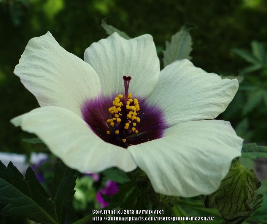 Photo of Hibiscus (Hibiscus cannabinus 'Amethyst') uploaded by mcash70