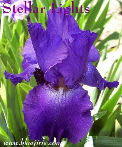 Photo of Tall Bearded Iris (Iris 'Stellar Lights') uploaded by Calif_Sue