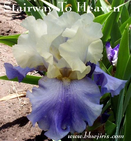 Photo of Tall Bearded Iris (Iris 'Stairway to Heaven') uploaded by Calif_Sue