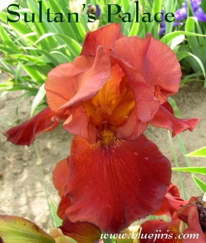 Photo of Tall Bearded Iris (Iris 'Sultan's Palace') uploaded by Calif_Sue