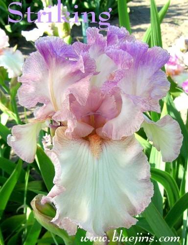 Photo of Tall Bearded Iris (Iris 'Striking') uploaded by Calif_Sue