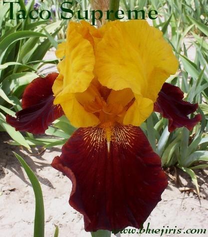 Photo of Tall Bearded Iris (Iris 'Taco Supreme') uploaded by Calif_Sue