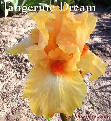 Photo of Tall Bearded Iris (Iris 'Tangerine Dream') uploaded by Calif_Sue
