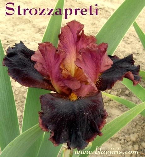 Photo of Tall Bearded Iris (Iris 'Strozzapreti') uploaded by Calif_Sue